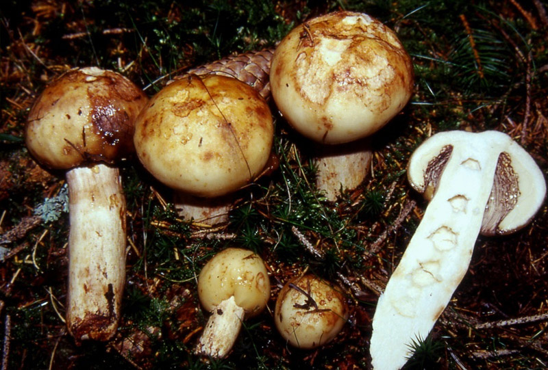 Del 4 luglio (2) (cfr. Russula illota)